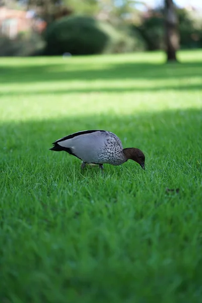 stock image Australian wood duck or maned duck. High quality photo