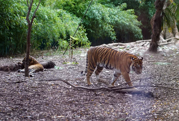 Тигр Зоопарке Высокое Качество Фото — стоковое фото