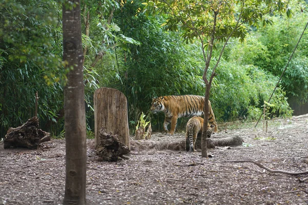 Τίγρης Στο Ζωολογικό Κήπο Υψηλής Ποιότητας Φωτογραφία — Φωτογραφία Αρχείου