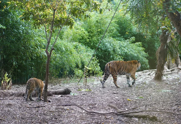 Tygrys Zoo Wysokiej Jakości Zdjęcie — Zdjęcie stockowe