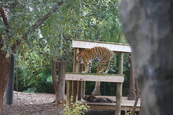 老虎在动物园里高质量的照片 — 图库照片