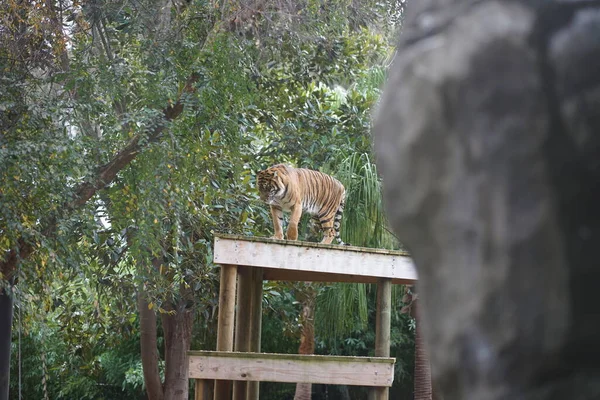 Tiger Zoo Högkvalitativt Foto — Stockfoto