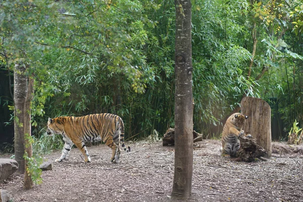 Tigris Állatkertben Kiváló Minőségű Fénykép — Stock Fotó
