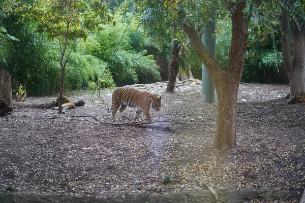 Tygrys Zoo Wysokiej Jakości Zdjęcie — Zdjęcie stockowe