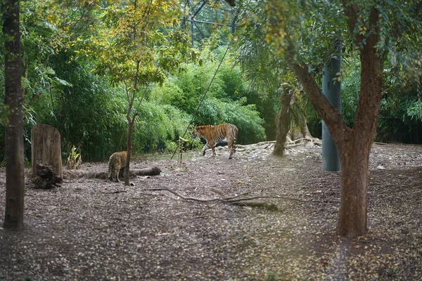 Tiger Zoo Hochwertiges Foto — Stockfoto