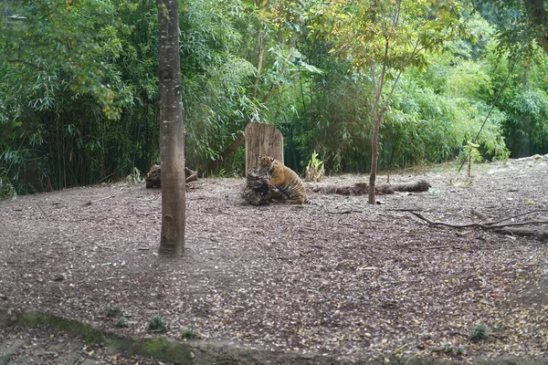 Tigre Zoológico Foto Alta Qualidade — Fotografia de Stock