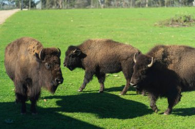 Amerikan Bizonu ya da Buffalo. Yüksek kalite fotoğraf