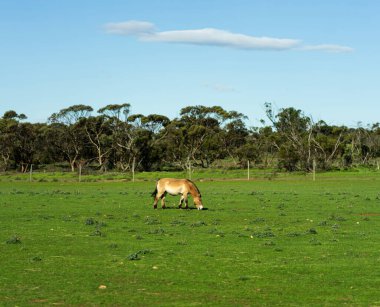 Przewalski 'nin atı ya da Dzungarian atı. Yüksek kalite fotoğraf