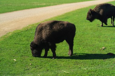 Amerikan Bizonu ya da Buffalo. Yüksek kalite fotoğraf