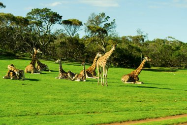 Safari parkında genç zürafa. Yüksek kalite fotoğraf