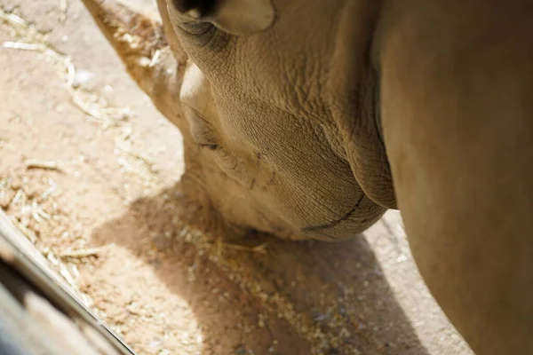 Grand Rhinocéros Dans Leur Habitat Naturel Photo Haute Qualité — Photo