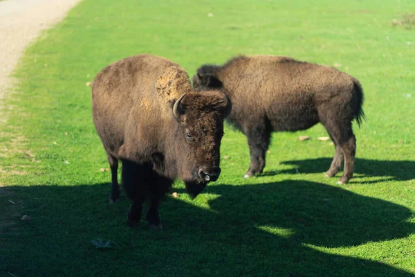 Americký Bizon Nebo Buffalo Kvalitní Fotografie — Stock fotografie