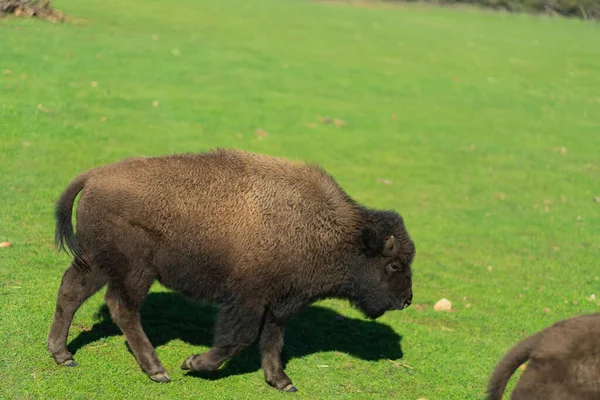 Amerikanska Bison Eller Buffalo Högkvalitativt Foto — Stockfoto
