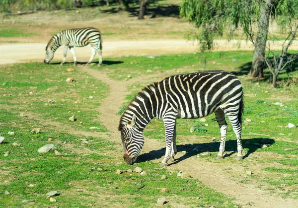 Zebra Che Corre Salta Foto Alta Qualità — Foto Stock
