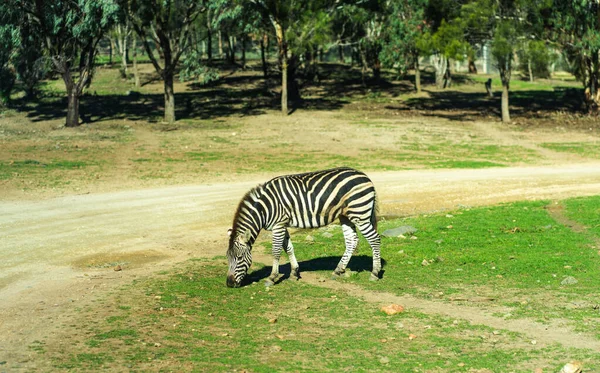 Zebra Running Jumping High Quality Photo — Stock Photo, Image