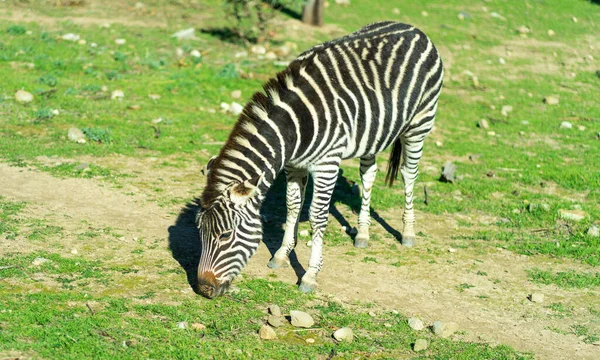 Zebra Che Corre Salta Foto Alta Qualità — Foto Stock