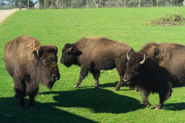 Americký Bizon Nebo Buffalo Kvalitní Fotografie — Stock fotografie