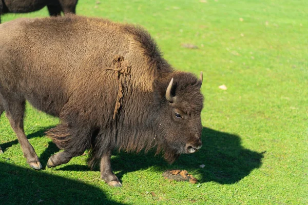 American Bison Albo Buffalo Wysokiej Jakości Zdjęcie — Zdjęcie stockowe