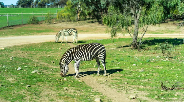 Zebras Rennen Und Springen Hochwertiges Foto — Stockfoto