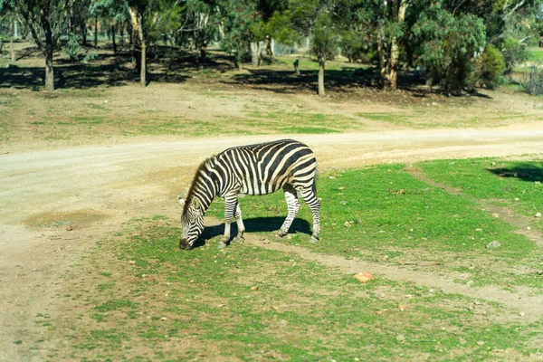 Zebra Running Jumping High Quality Photo — Stock Photo, Image