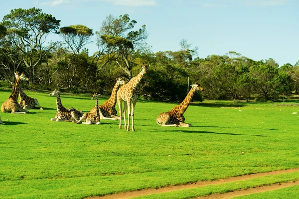 Fiatal Zsiráf Szafari Parkban Kiváló Minőségű Fénykép — Stock Fotó