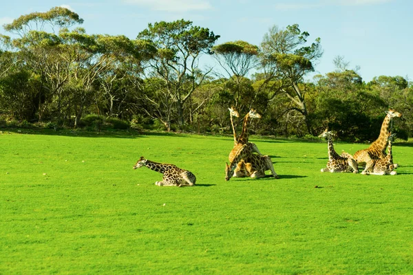 Молодий Жираф Сафарі Парку Високоякісна Фотографія — стокове фото