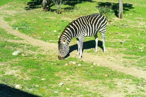 Zebra Fut Ugrál Kiváló Minőségű Fénykép — Stock Fotó