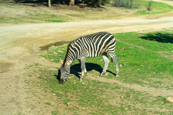 Zebra Springer Och Hoppar Högkvalitativt Foto — Stockfoto
