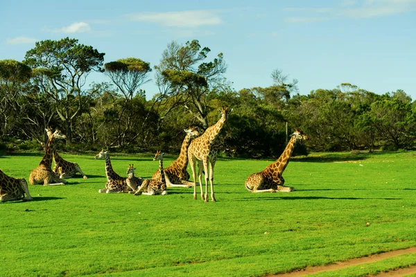 Junge Giraffe Safaripark Hochwertiges Foto — Stockfoto