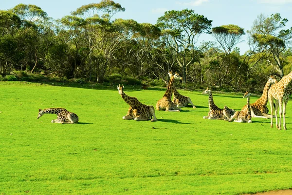 Jovem Girafa Parque Safári Foto Alta Qualidade — Fotografia de Stock