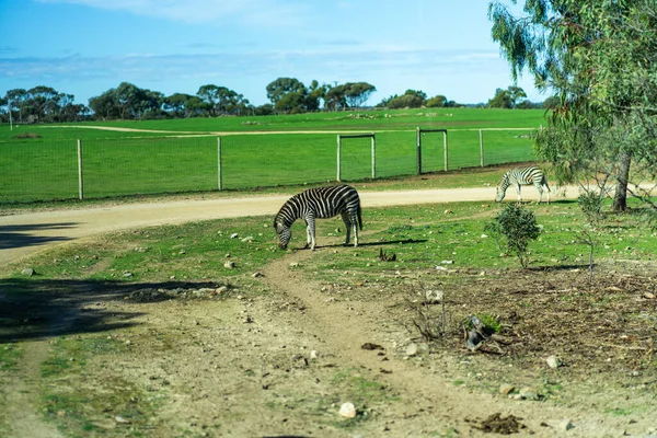 Zebra Běhá Skáče Kvalitní Fotografie — Stock fotografie