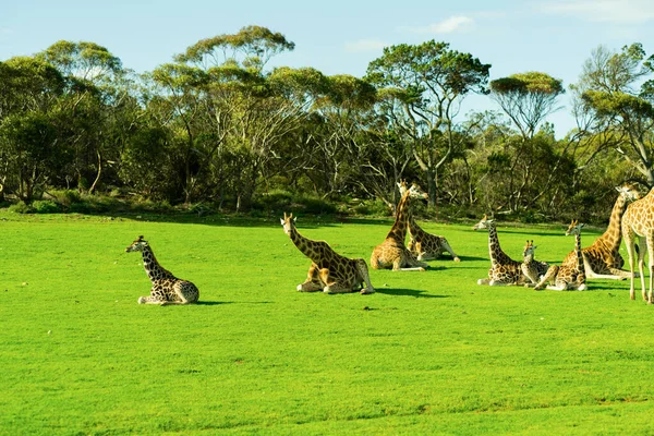 Jonge Giraffe Safari Park Hoge Kwaliteit Foto — Stockfoto
