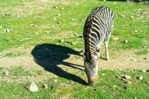 Zebras Rennen Und Springen Hochwertiges Foto — Stockfoto
