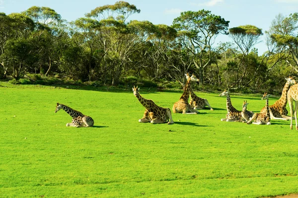 Jovem Girafa Parque Safári Foto Alta Qualidade — Fotografia de Stock
