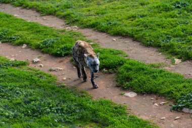 Sırtlan Afrika 'nın en yaygın etobur hayvanıdır. Yüksek kalite fotoğraf
