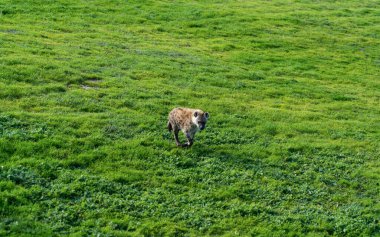 Sırtlan Afrika 'nın en yaygın etobur hayvanıdır. Yüksek kalite fotoğraf