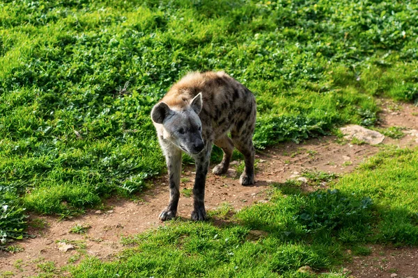 Hyena African Most Common Large Carnivore High Quality Photo — Stock Photo, Image