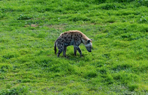 Die Hyäne Ist Afrikas Häufigster Großer Fleischfresser Hochwertiges Foto — Stockfoto