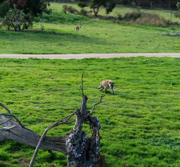 鬣狗是非洲最常见的大型食肉动物 高质量的照片 — 图库照片