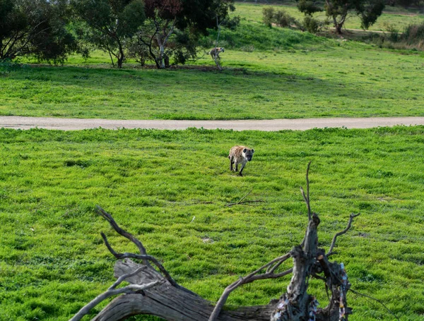 stock image The hyena is African most common large carnivore.e. High quality photo