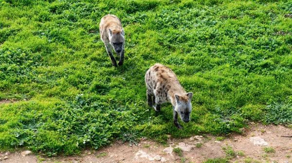 Die Hyäne Ist Afrikas Häufigster Großer Fleischfresser Hochwertiges Foto — Stockfoto