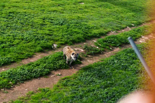 鬣狗是非洲最常见的大型食肉动物 高质量的照片 — 图库照片
