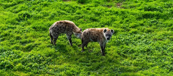 Hyena African Most Common Large Carnivore High Quality Photo — Stock Photo, Image