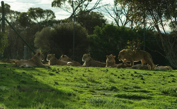 Yavrularıyla Birlikte Dişi Çita Yüksek Kalite Fotoğraf — Stok fotoğraf