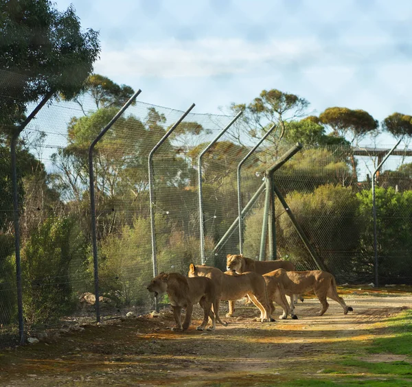 Yavrularıyla Birlikte Dişi Çita Yüksek Kalite Fotoğraf — Stok fotoğraf