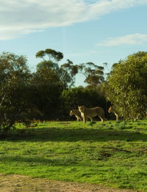Vahşi doğada dişi aslan ve yavru. Yüksek kalite fotoğraf