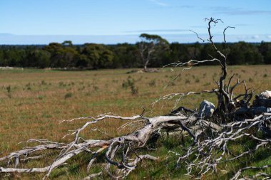 Avustralya 'nın taşra yolu. Yüksek kalite fotoğraf
