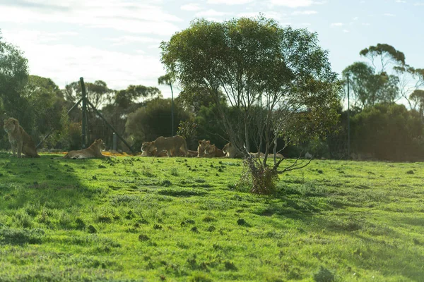 Stock image Lioness and cub in the wild. High quality photo