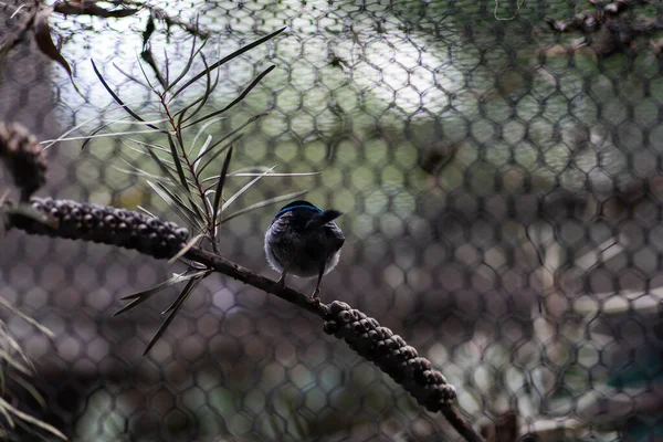 Uccelli Nativi Australiani Foto Alta Qualità — Foto Stock