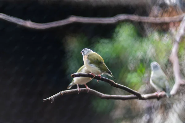 Avustralya Yerli Kuşları Yüksek Kalite Fotoğraf — Stok fotoğraf